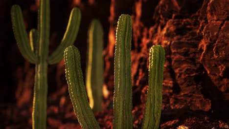 cactus-in-the-Arizona-desert-near-red-rock-stones
